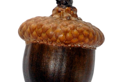 Acorn 525×450