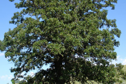 08 Young Oak 525×450