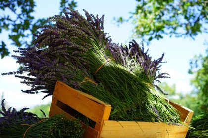 lavender-1595606_640